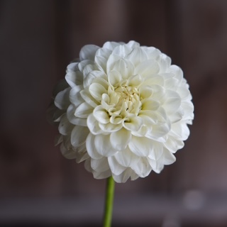 Snowflake
