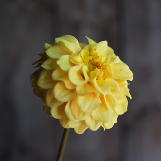 Yellow Pet