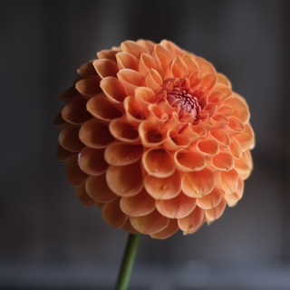 Ruskin Tangerine
