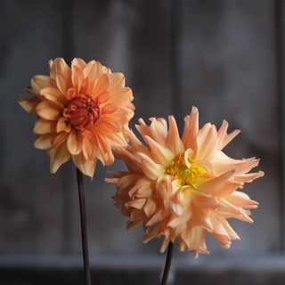 Light Apricot